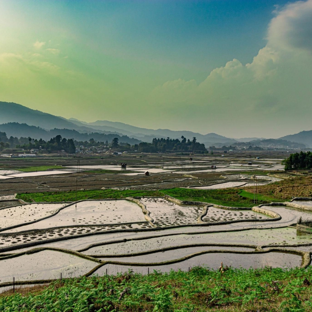 Ziro Paddy Fields